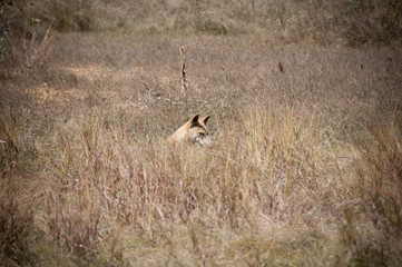 Obraz na płótnie Canvas Dingo dog sitting in the long grass - Australia