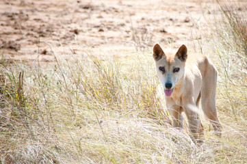 Blind Dingo dog in wild - Australia