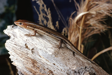 Southeastern Five-Lined Skink (Plestiodon Inexpectatus)