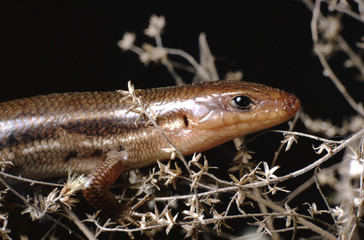 Southeastern Five-Lined Skink (Plestiodon Inexpectatus)