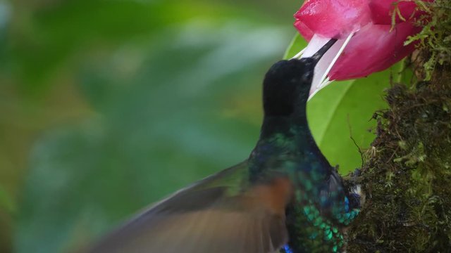 Hummingbirds: several Velvet-purple Coronets (Boissonneaua jardini) competing for nectar from a Cavendishia flower, near Mindo on the western slopes of the Andes, Ecuador