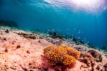 Tropical fish swimming around the coral reef in Tonga