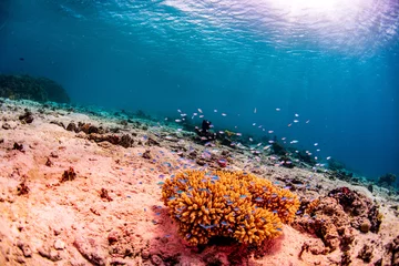 Gardinen Korallenriff Tropical fish swimming around the coral reef in Tonga  © Bruce