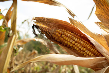 Corn at harvest