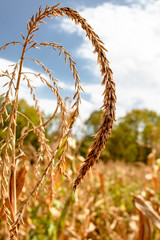 corn stalk at harvest