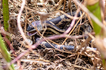 Corn Snake eating a rat in the field