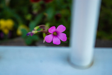 flores