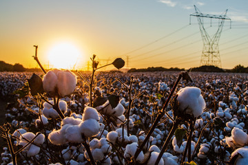 Cotton Field at Sunset
