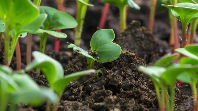 Seed germinating time lapse of vegetable seeds new life.