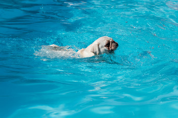 Beautiful white pug female swimming.