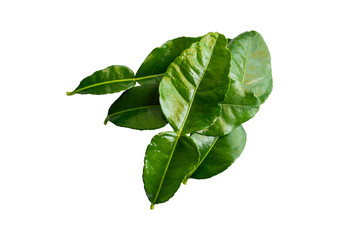 group of fresh green Kaffir lime leaves lay flat top view in isolated white background with clipping path