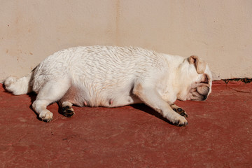 Beautiful white pug female sleeping.