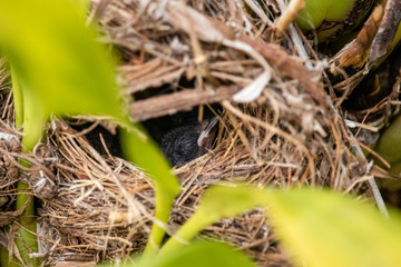 Chicks in the nest. Fim Fim, Puvi, Euphonia chlorotica.