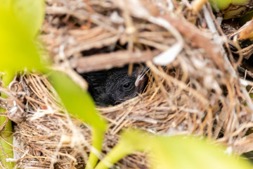 Chicks in the nest. Fim Fim, Puvi, Euphonia chlorotica.