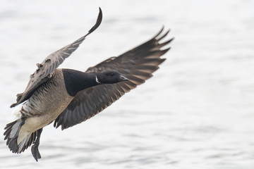 A Brant Goose coming in for a water landing.