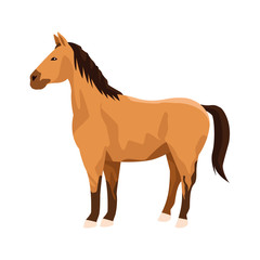 horse icon, colorful flat design