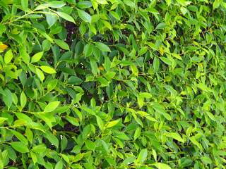  Close up Natural wall, bright green leaves for background texture.