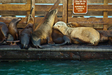 California Sea Lions sleep on work dock in Avila beach cove
