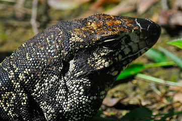 Tegu lizard