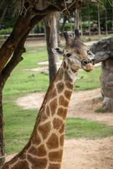 Giraffes are eating food that humans feed