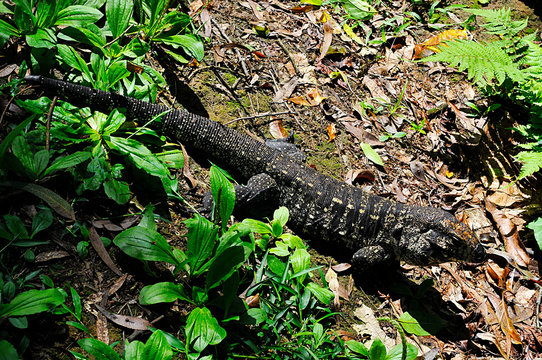 Tegu lizard