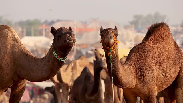 Camels in slow motion at the Pushkar Fair, also called the Pushkar Camel Fair or locally as Kartik Mela is an annual multi-day livestock fair and cultural held in the town of Pushkar Rajasthan, India.