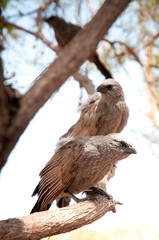 Brown falcon Australian wild bird