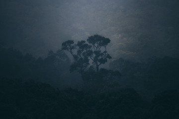 Fototapeta na wymiar deep tropical forest in the morning