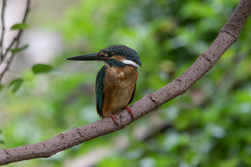 Common kingfisher. Beautiful shot of common kingfisher in morning light