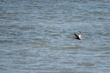 A brown pelican  flying low over the Gulf of Mexico