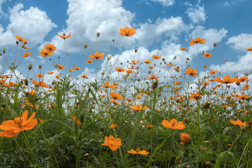 Yellow cosmos flower field with bluesky background.