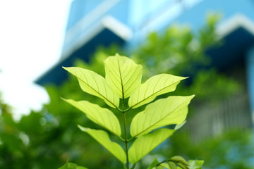 green leaves of tree