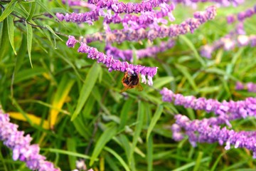 Mexican sage (Salvia divinorum) at Wuling Farm, Taiwan