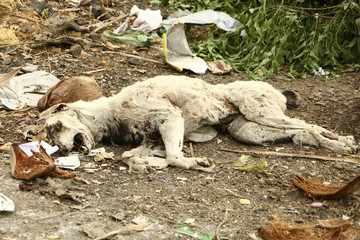 domestic dead dog in Indian street