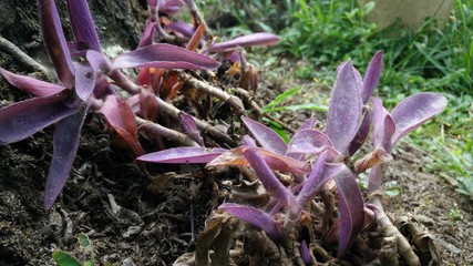 Violet leafed plant on the ground