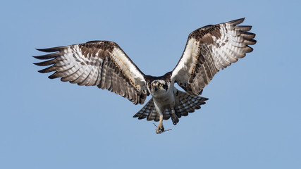 An Osprey in flight with wings and tail spread.