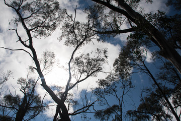 Lerderderg State park - Tunnel walk