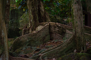 Fototapeta premium tree in forest