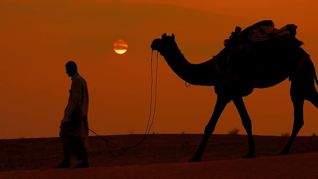 Cameleers, camel Drivers at sunset in slow motion. Thar desert on sunset Jaisalmer, Rajasthan, India.