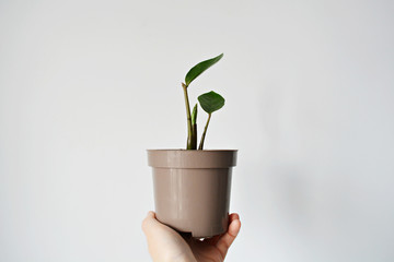 Zamioculcas house plant in brown plastic pot over white	