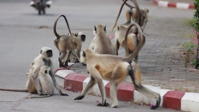 Gray langur (Semnopithecus), also called Hanuman langur is a genus of Old World monkeys . Inhabiting forest, open lightly wooded habitats, and urban areas on the Indian subcontinent.