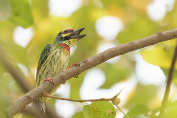 Coppersmith Barbet (Psilopogon haemacephalus) perching on a branch in the urban park.