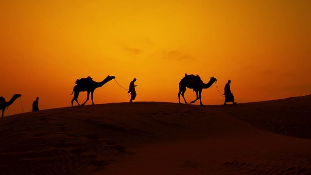 Cameleers, camel Drivers at sunset in slow motion. Thar desert on sunset Jaisalmer, Rajasthan, India.