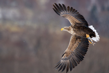 Eagles at Kushiro Hokkaido Japan