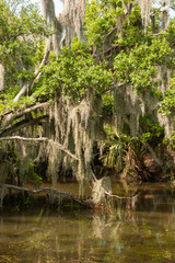 Spanish Moss Hanging from Bayou Trees in Water