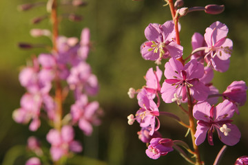 Fototapeta na wymiar Pink Flowers in Bright Sunlight Against Blurry Background