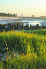 Sunrise at Marsh on Green Grass and Pylons