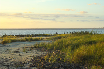 Sunrise on Grasses and Sand at the Beach