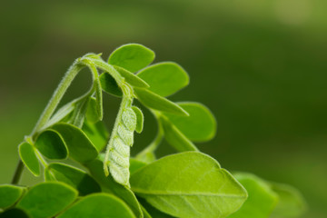 Top's Chamchuri Tree