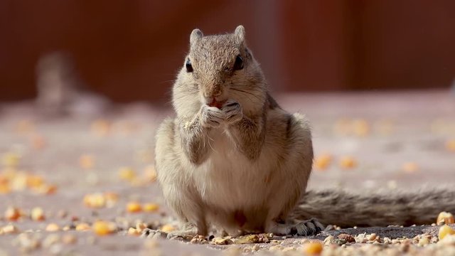 Indian palm squirrel or three-striped palm squirrel (Funambulus palmarum) is a species of rodent in the family Sciuridae found naturally in India (south of the Vindhyas) and Sri Lanka.